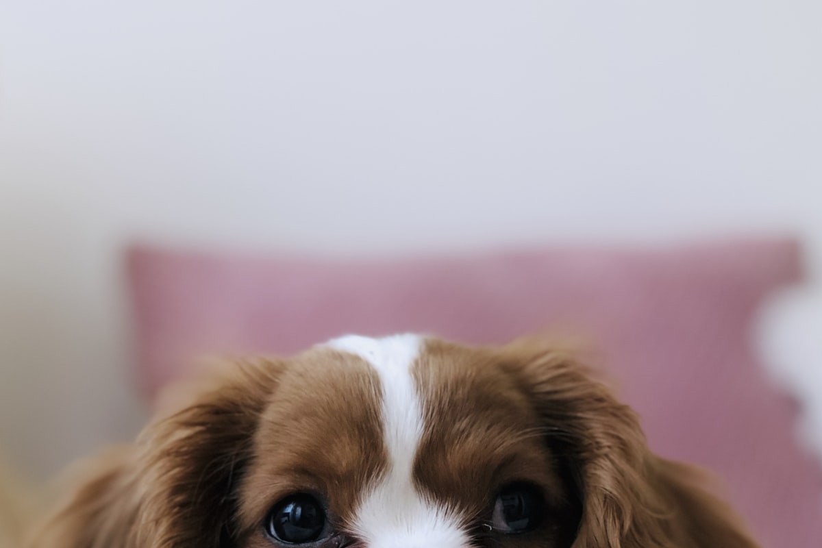 Combien coûte un pet-sitter en 2026 ? Grille tarifaire complète