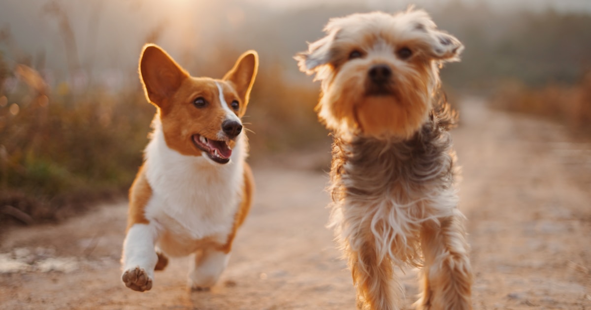 Garde d'animaux vacances été 2026 : toutes les solutions et leurs prix