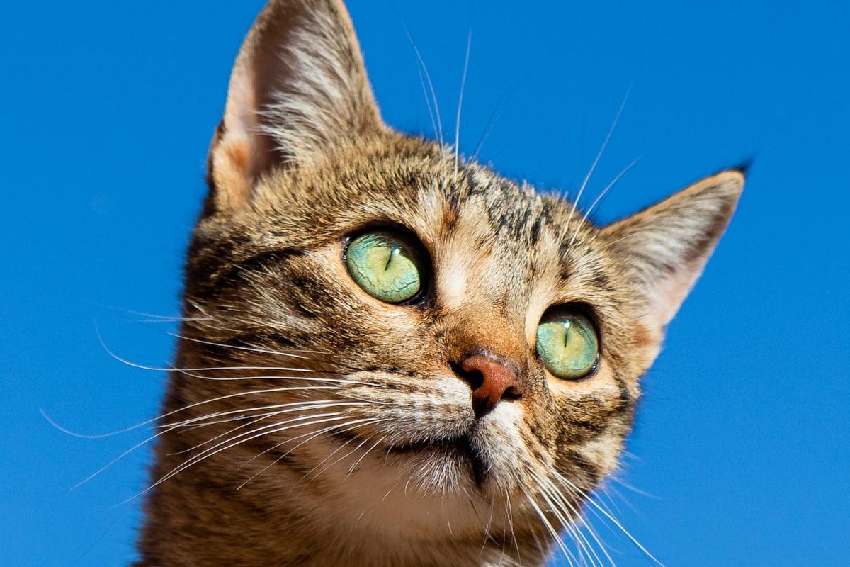 Garde de chat à domicile : le guide complet pour bien faire garder votre félin