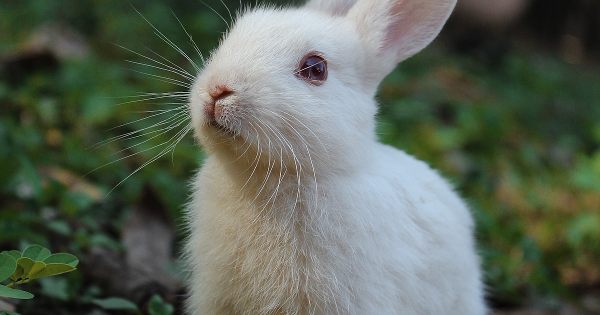 Garde de NAC : où faire garder son lapin, furet ou reptile ?