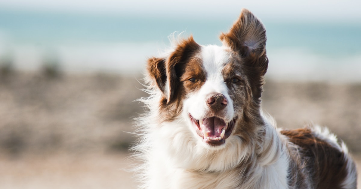 Pet-sitter à Nantes