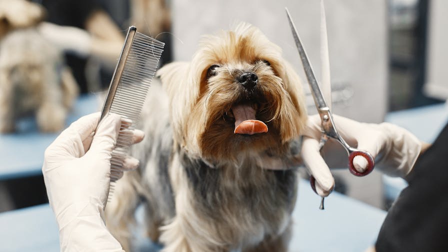Comment préparer la garde de votre animal